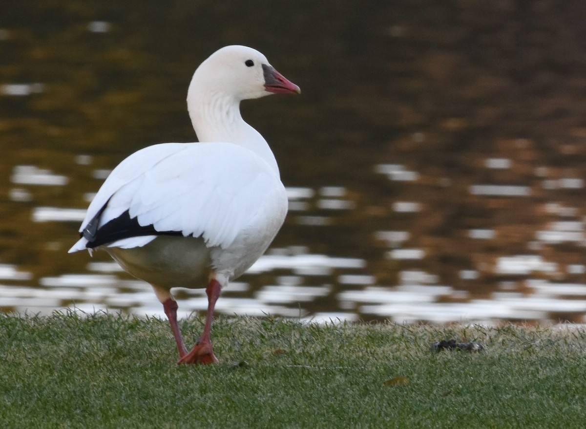 Ross's Goose - ML24617261