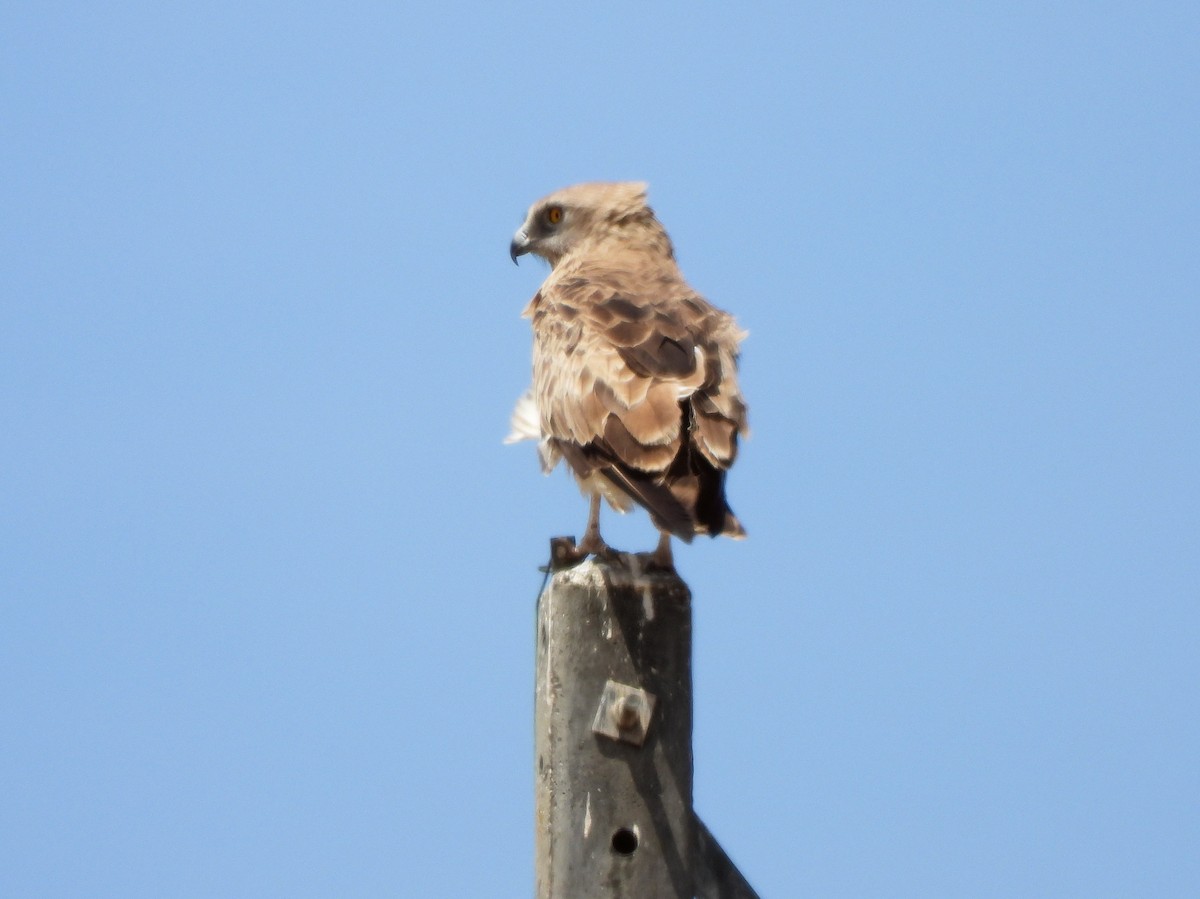 Short-toed Snake-Eagle - Teresa Cohen