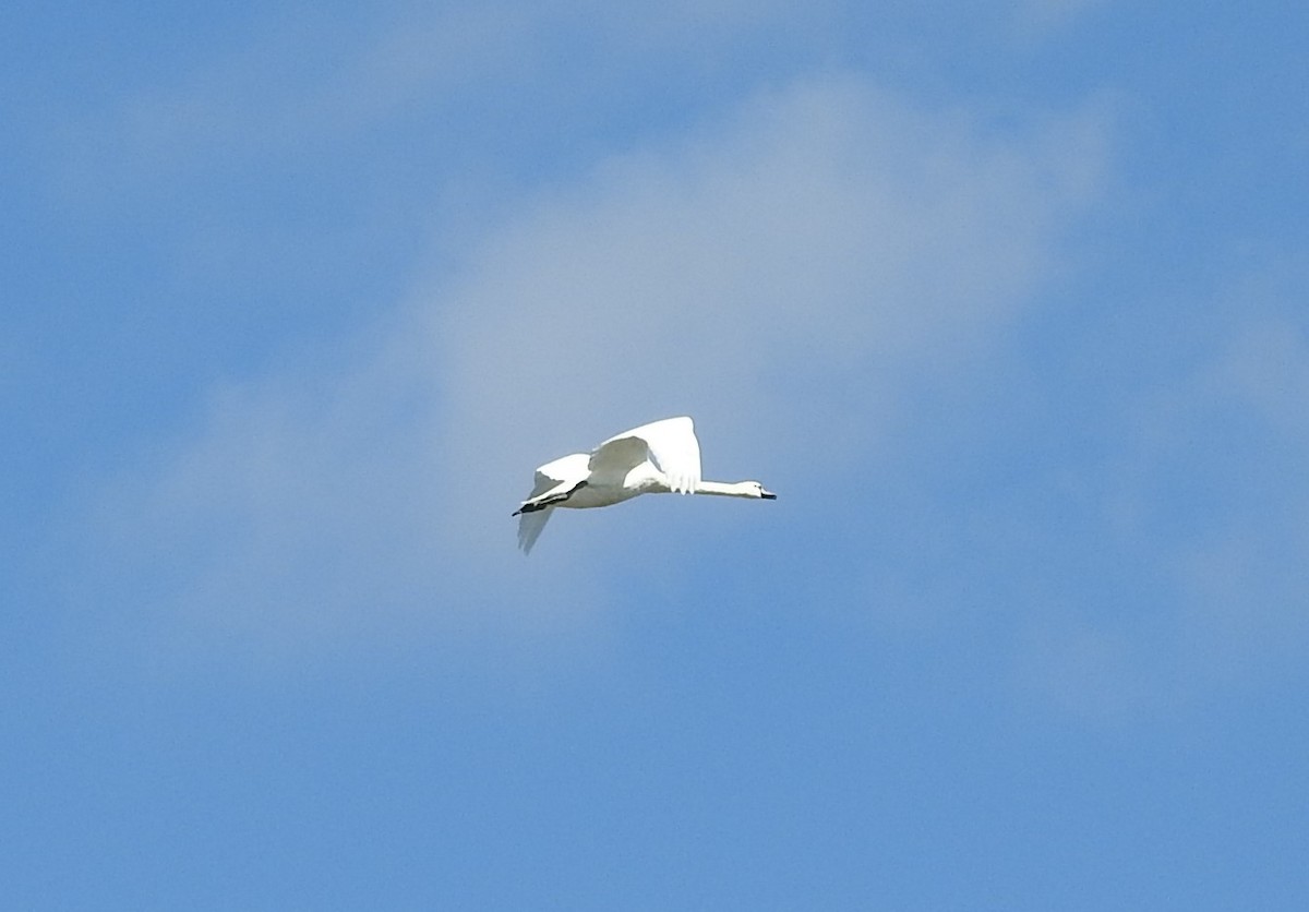 Mute Swan - ML246174061