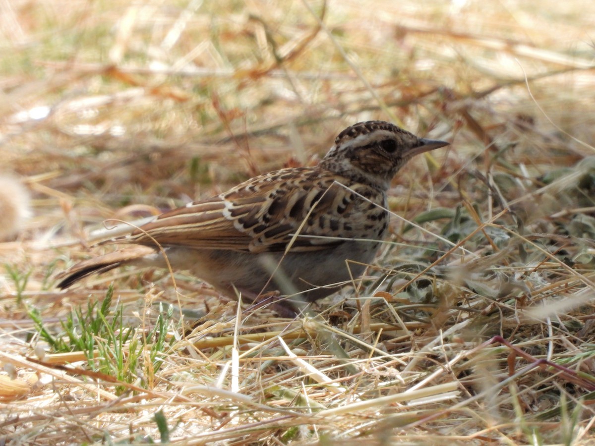 Wood Lark - ML246174221