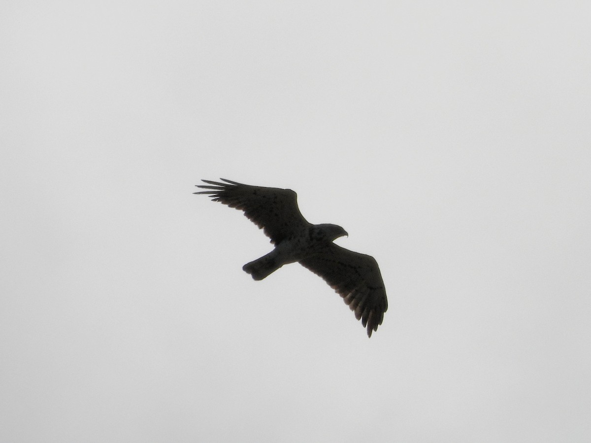 Short-toed Snake-Eagle - Teresa Cohen