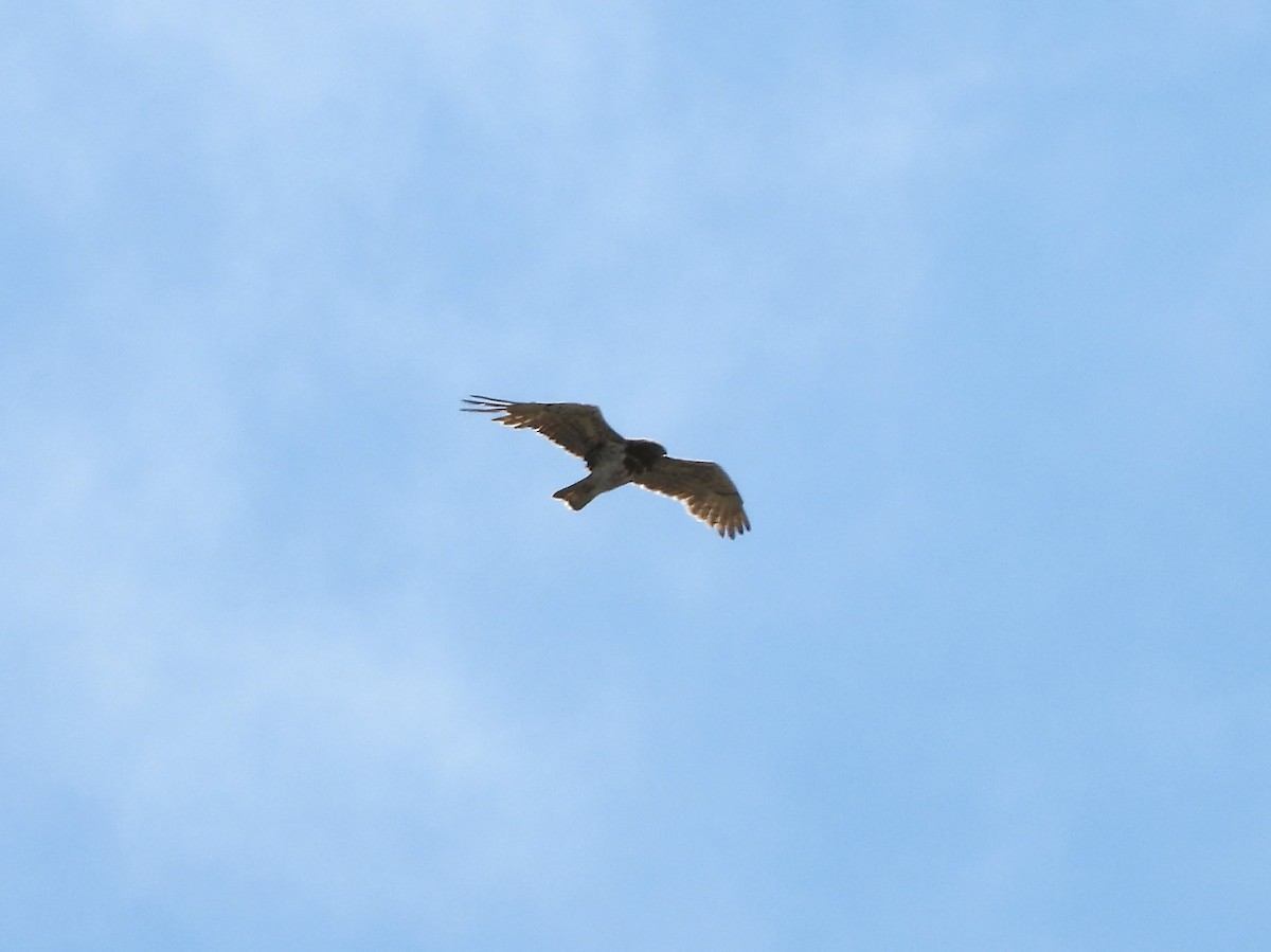 Short-toed Snake-Eagle - Teresa Cohen