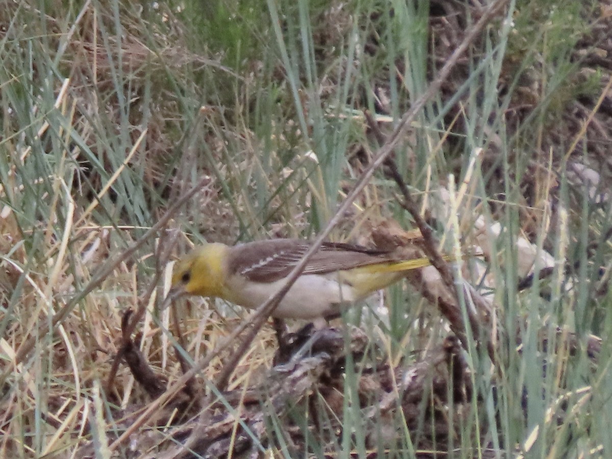 Bullock's Oriole - ML246174671