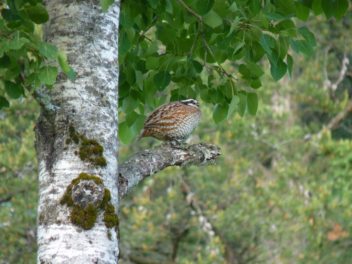 Northern Bobwhite - ML24617601