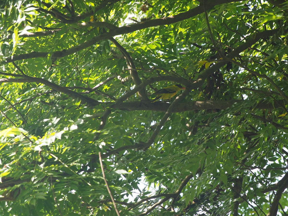 Black-naped Oriole - ML246176231