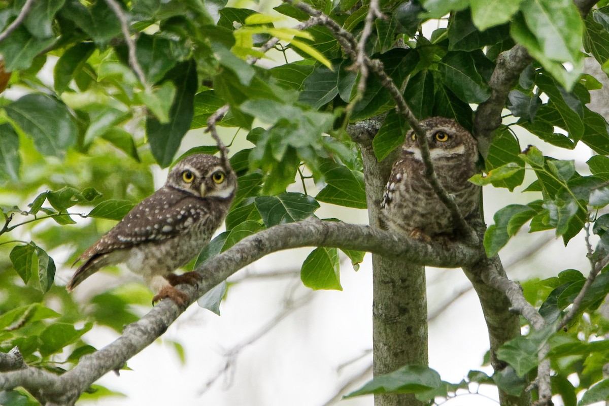 Spotted Owlet - ML246176461