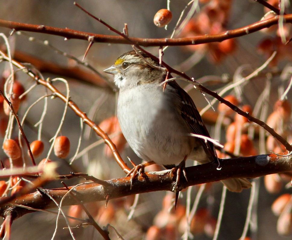White-throated Sparrow - ML24617661