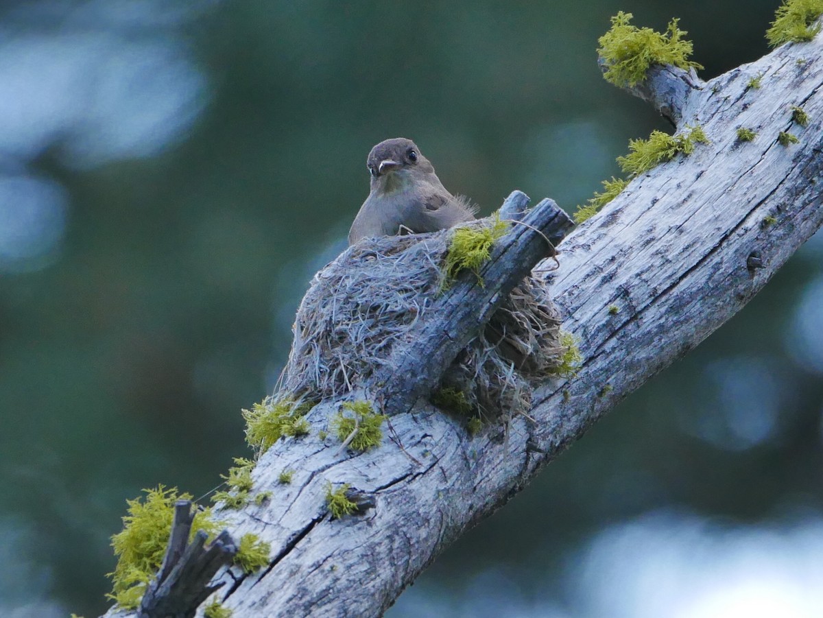 Western Wood-Pewee - ML246177361