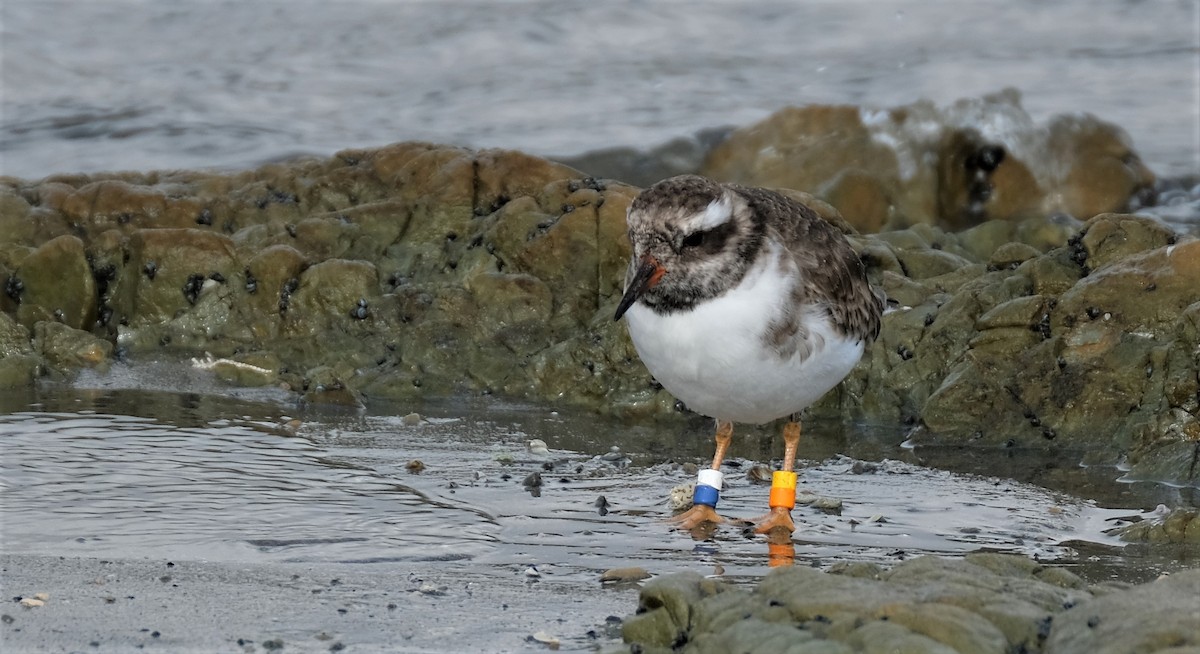 Shore Plover - Lisa Fraser