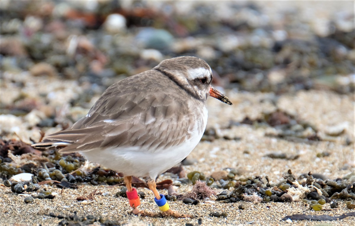 Shore Plover - Lisa Fraser