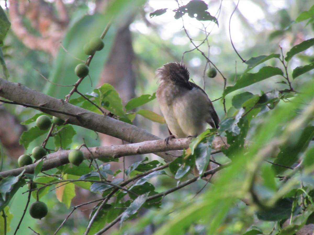 White-browed Bulbul - ML246182311