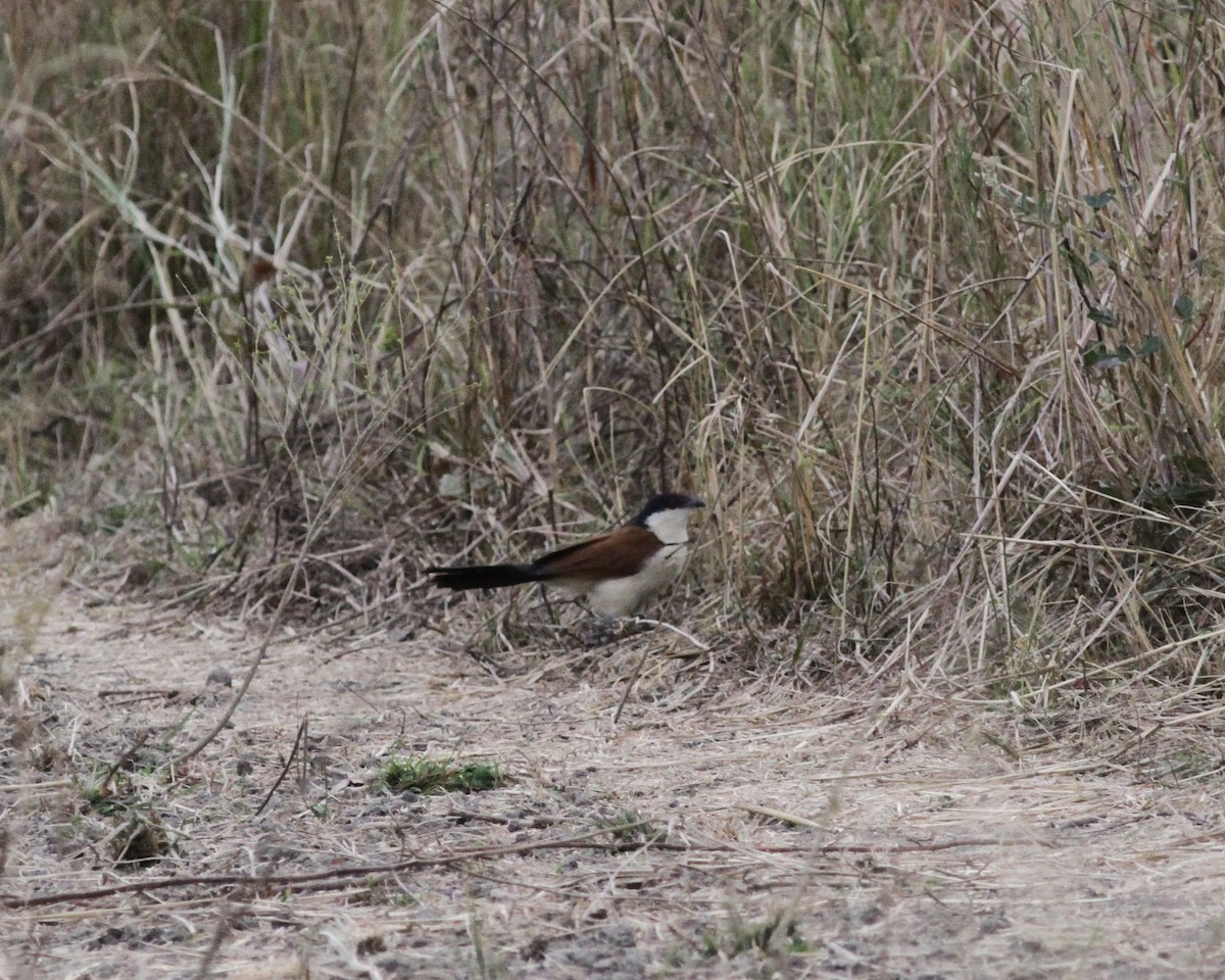 Senegal Coucal - ML246182701