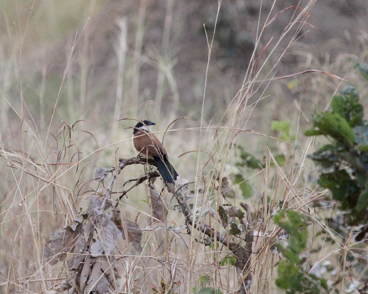 Senegal Coucal - Sam Shaw