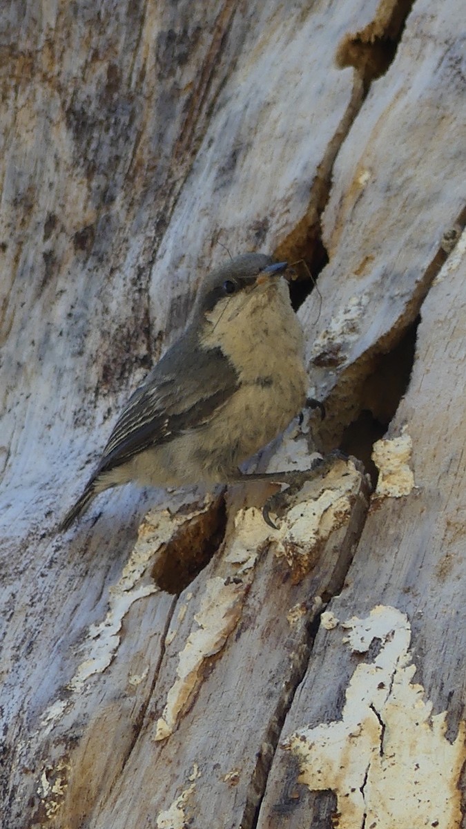 Pygmy Nuthatch - ML246183211