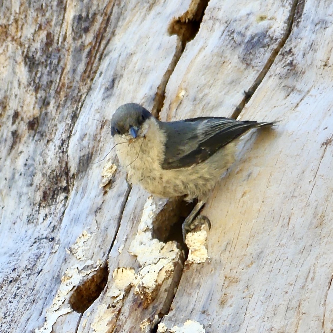 Pygmy Nuthatch - ML246183221