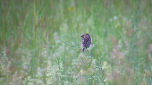 Grasshopper Sparrow - ML246184171