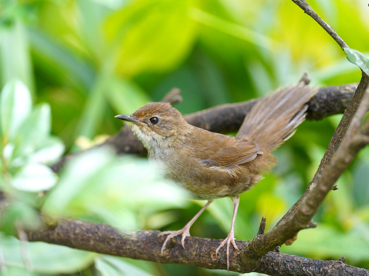 Russet Bush Warbler - Roman Lo