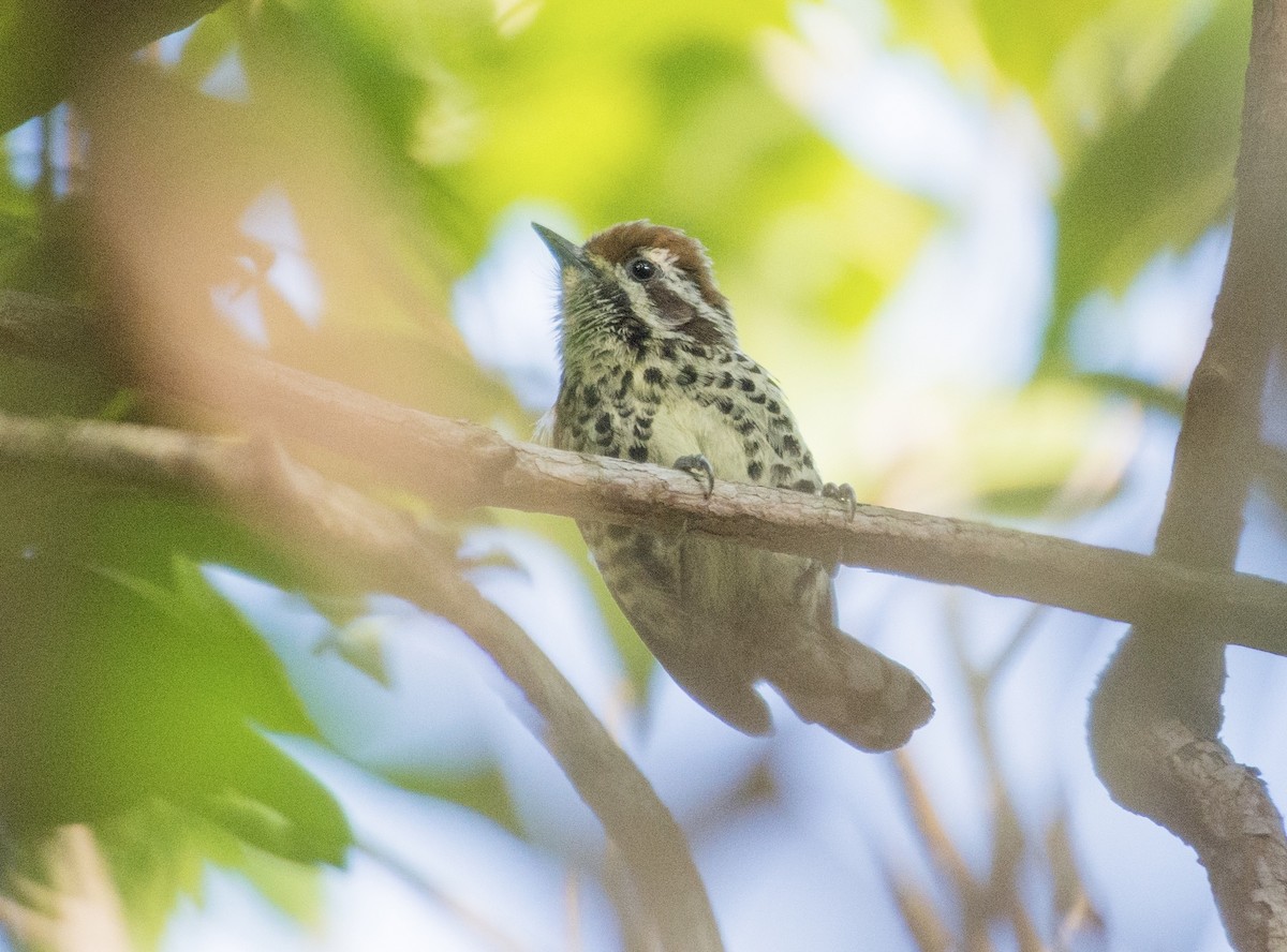 Speckled Piculet - ML246185341