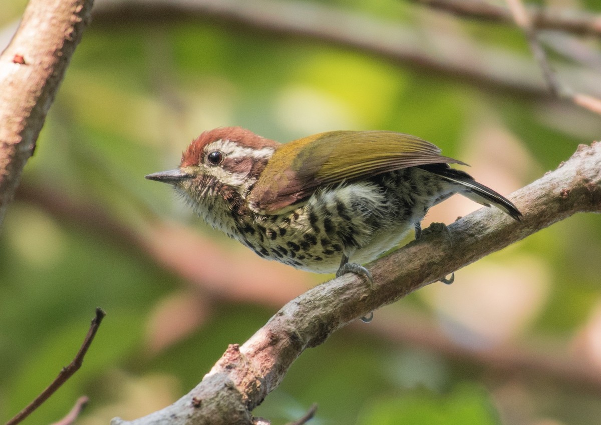 Speckled Piculet - ML246185351