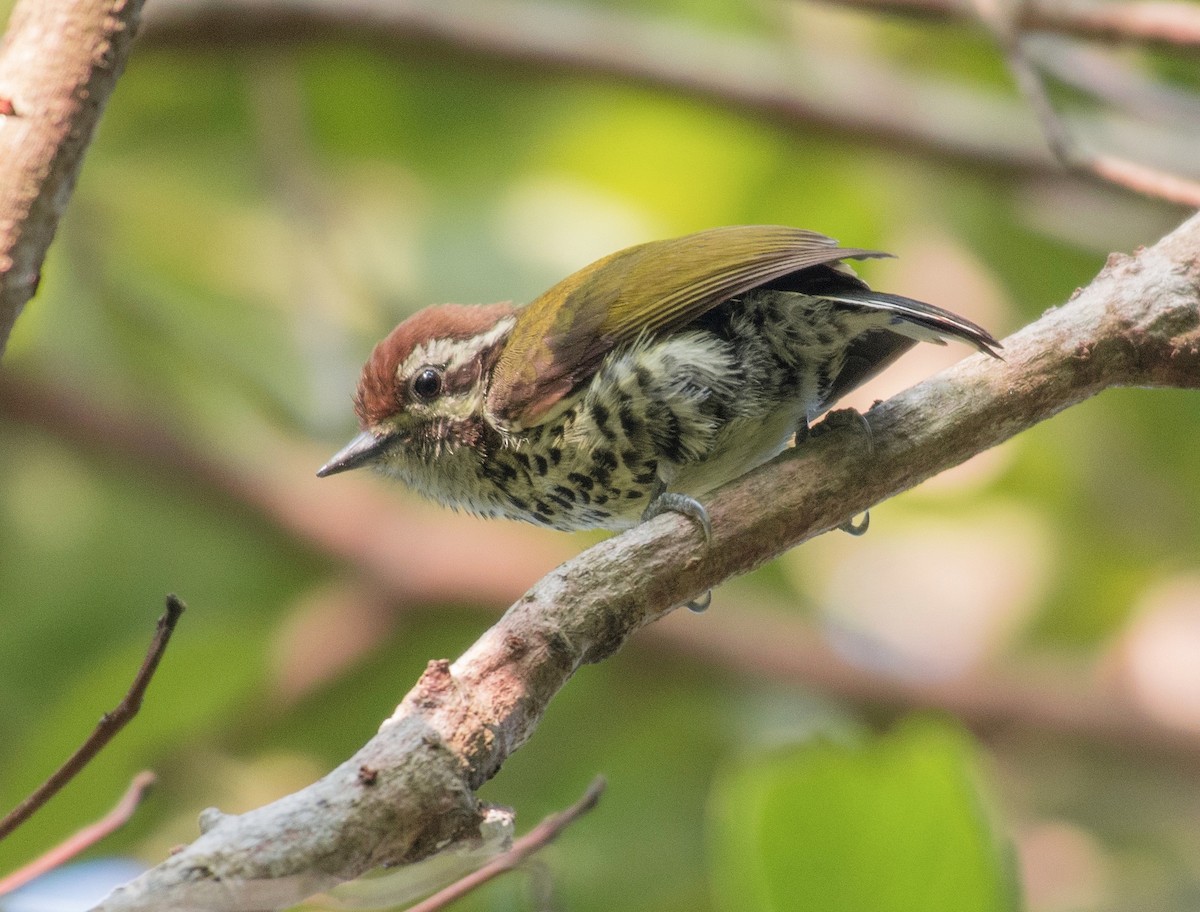 Speckled Piculet - ML246185361