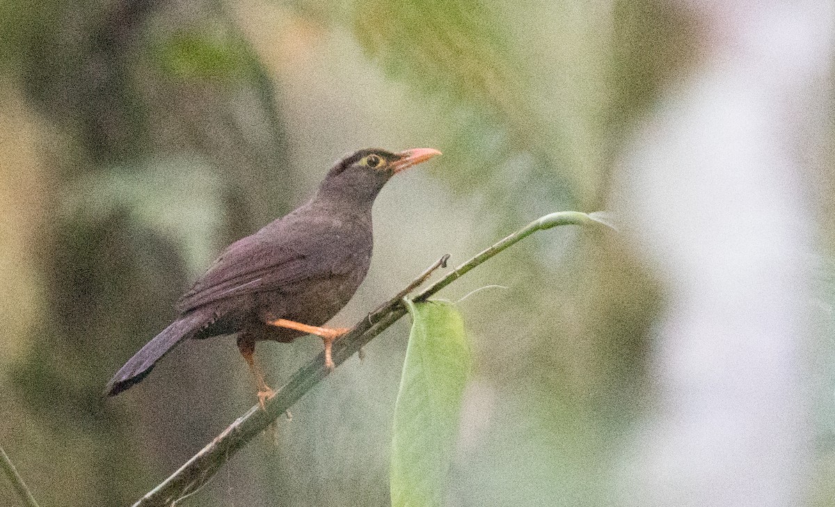 Sulawesi Thrush - Ian Davies