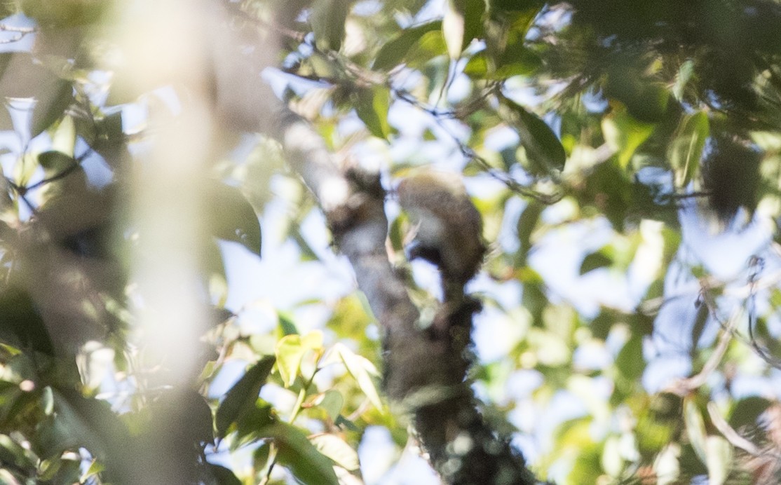 Sulawesi Pygmy Woodpecker - Ian Davies