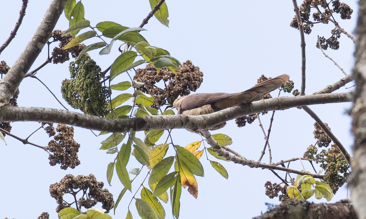 Sultan's Cuckoo-Dove (Sulawesi) - Ian Davies