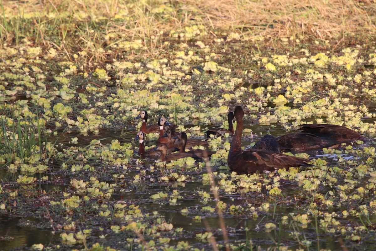 White-faced Whistling-Duck - ML246186221