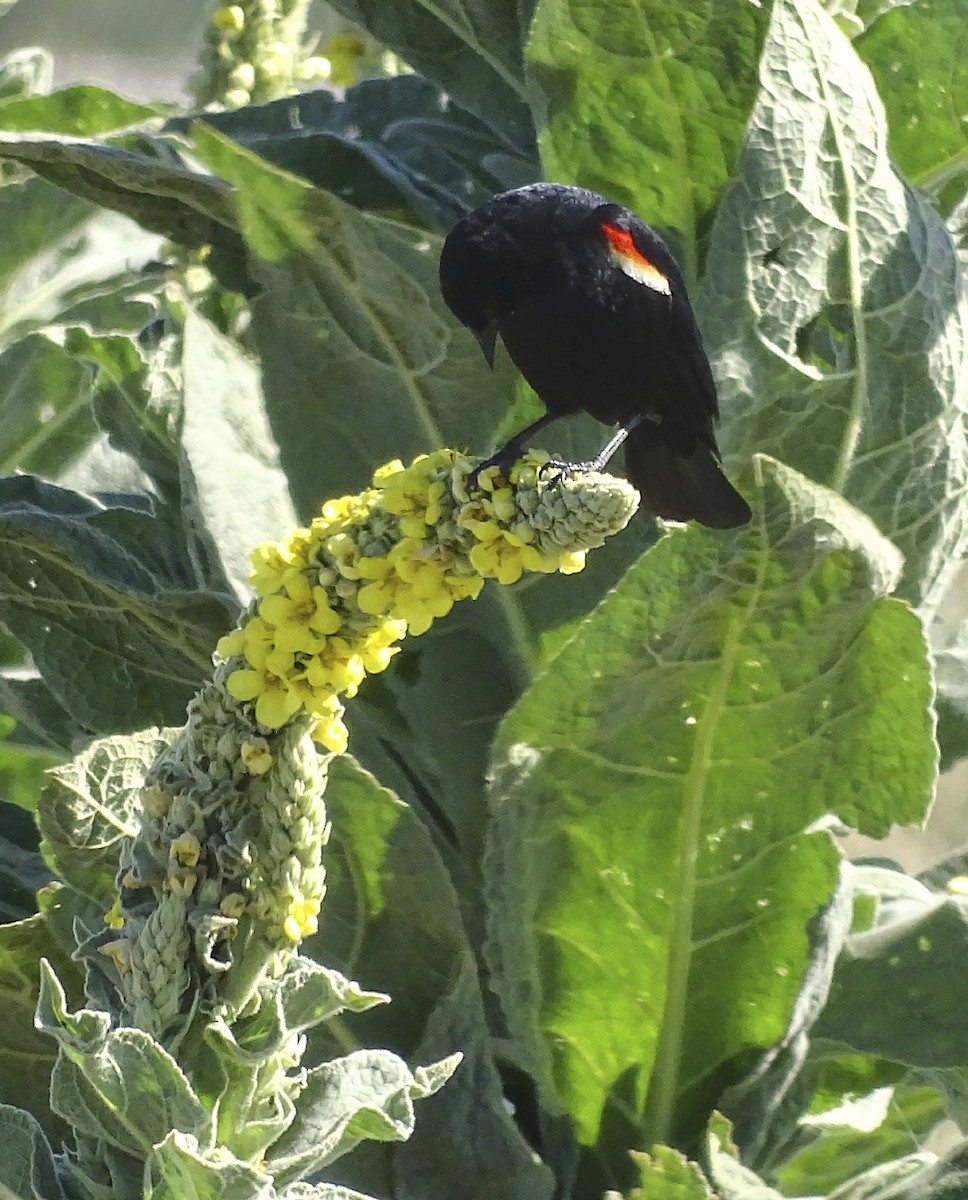 Red-winged Blackbird - ML246187621