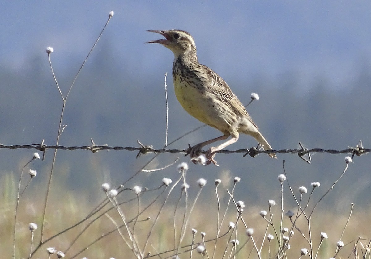 Western Meadowlark - ML246187651