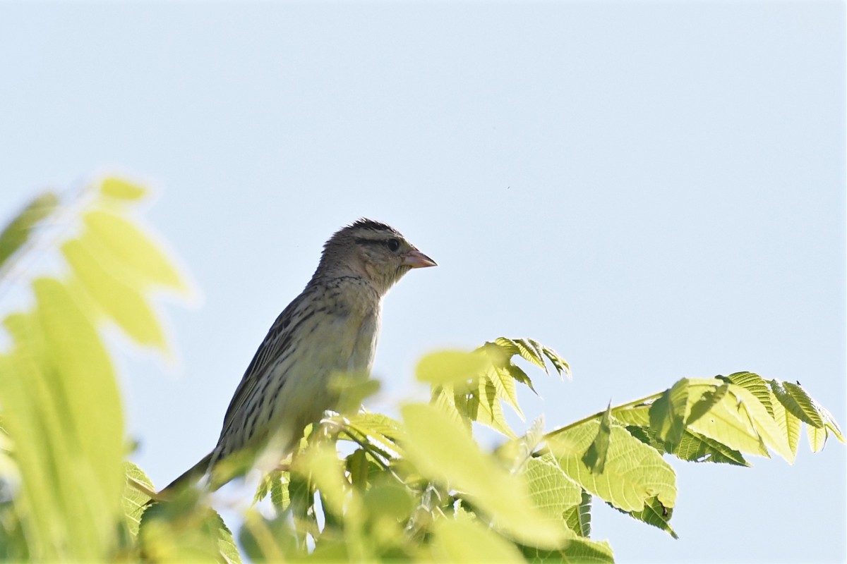 bobolink americký - ML246187881