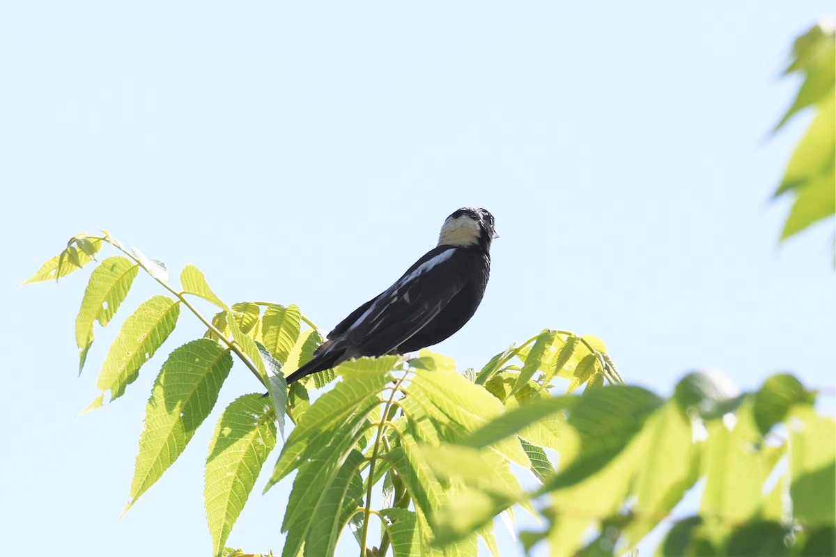 bobolink americký - ML246187891