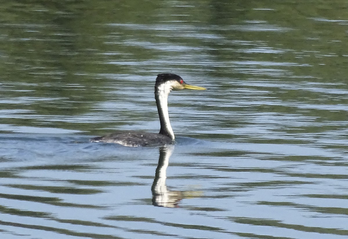 Western Grebe - Nancy Overholtz