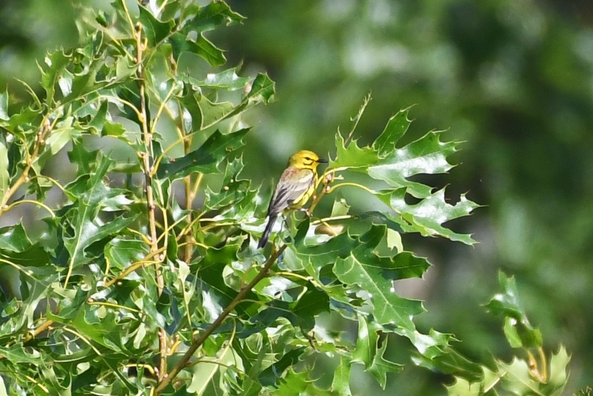 Prairie Warbler - ML246188111