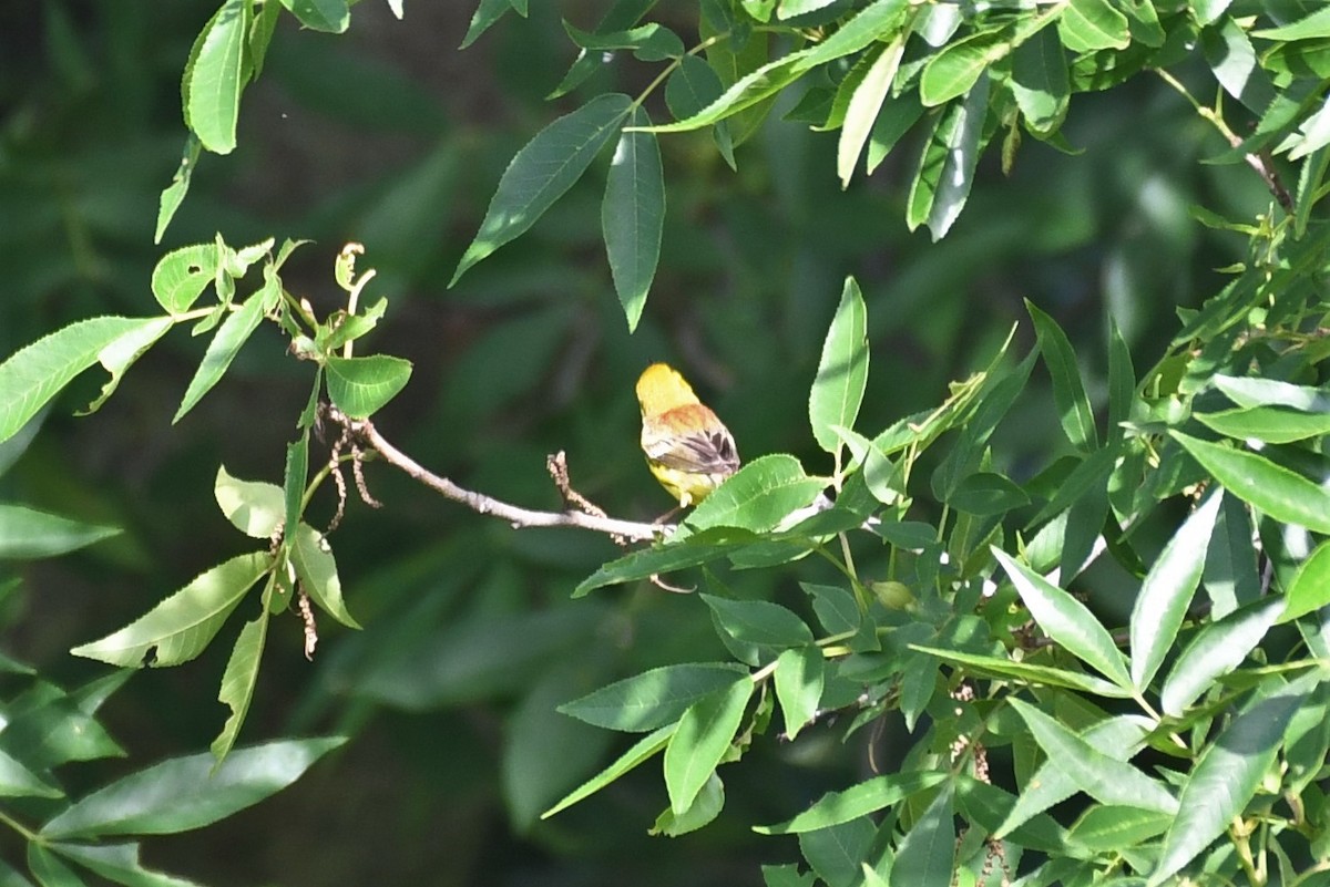 Prairie Warbler - ML246188121