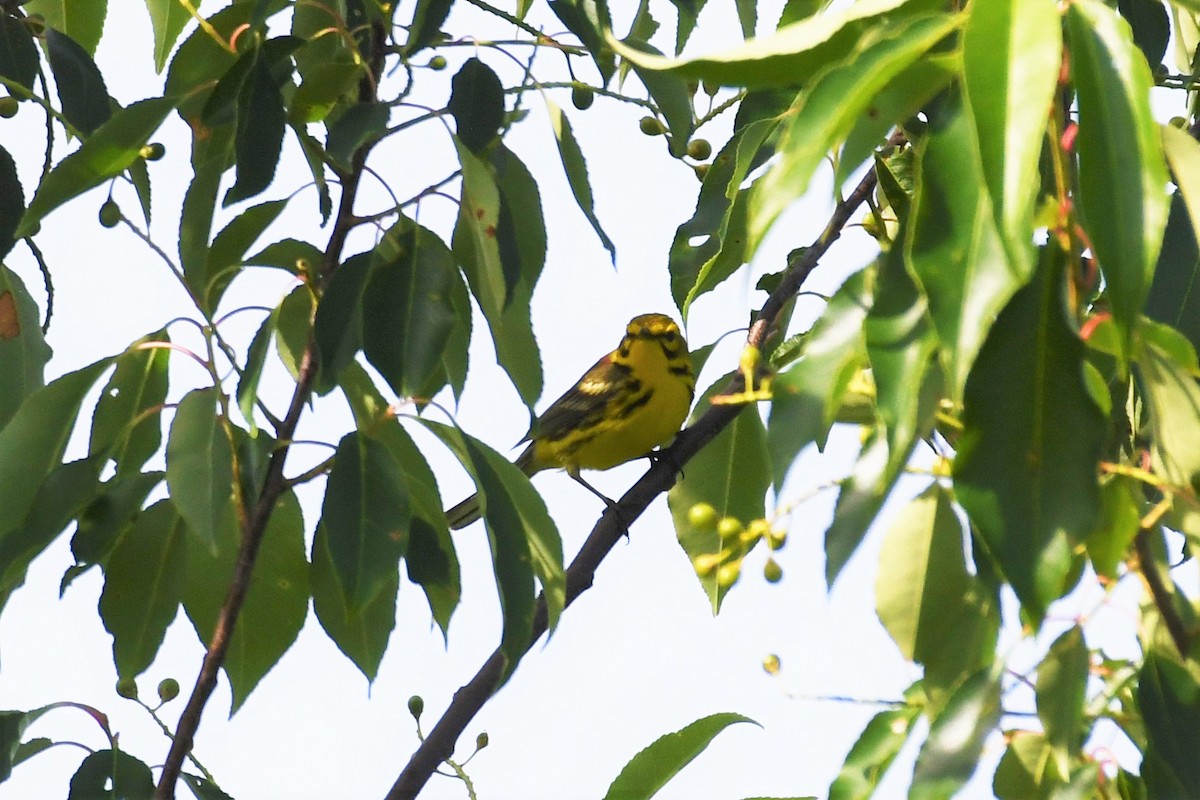 Prairie Warbler - ML246188161