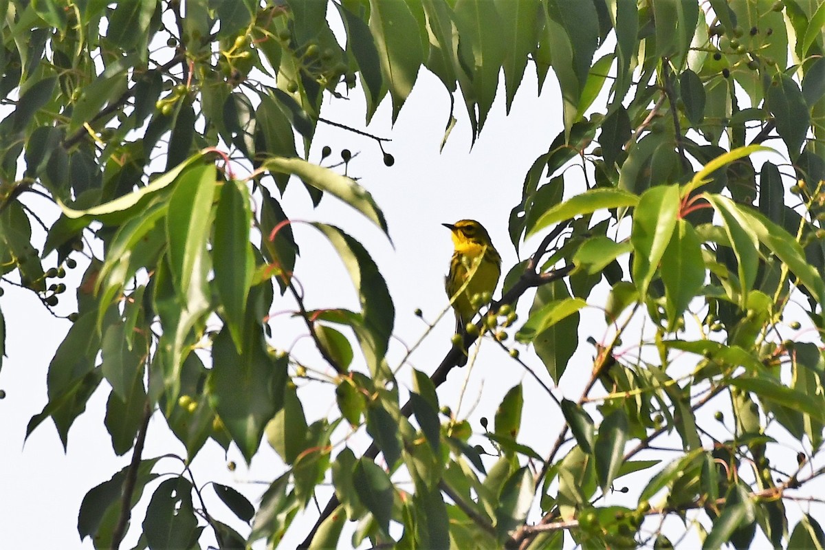 Prairie Warbler - Liz Harper