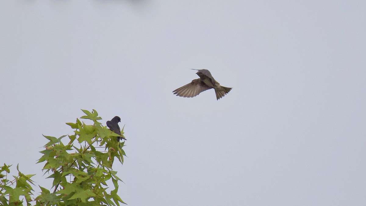 Purple Martin - ML246188381