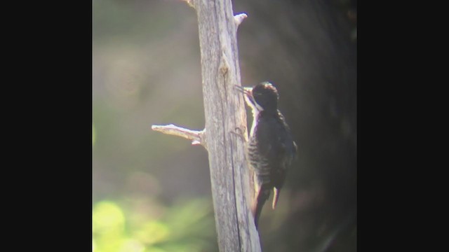 Black-backed Woodpecker - ML246190051