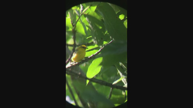 gullvingeparula x blåvingeparula (hybrid) - ML246191601