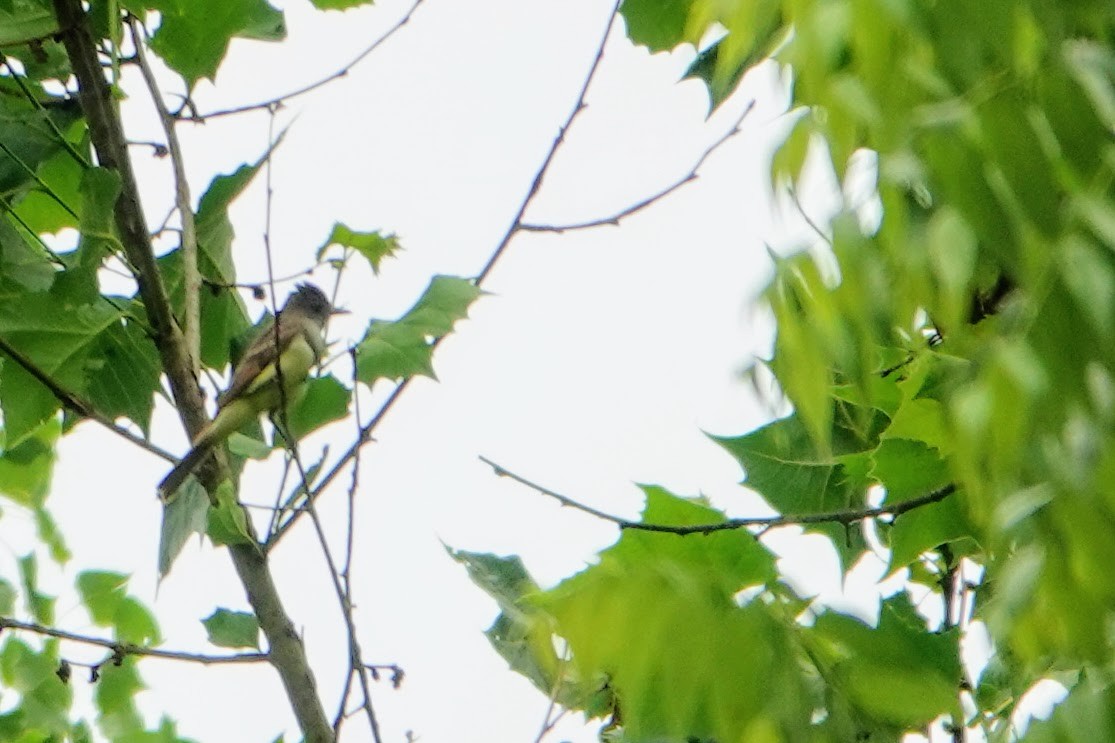 Great Crested Flycatcher - ML246191971