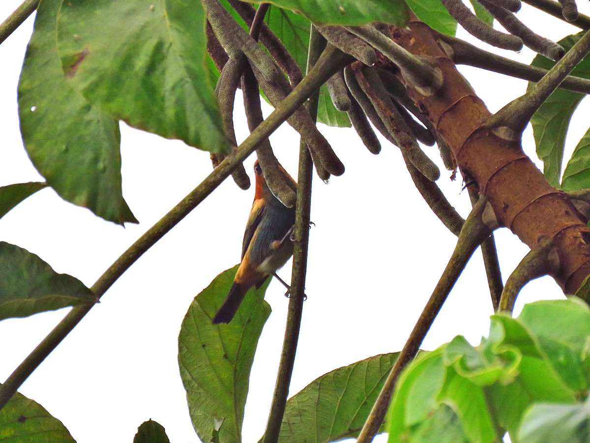 Black-backed Tanager - ML246193771