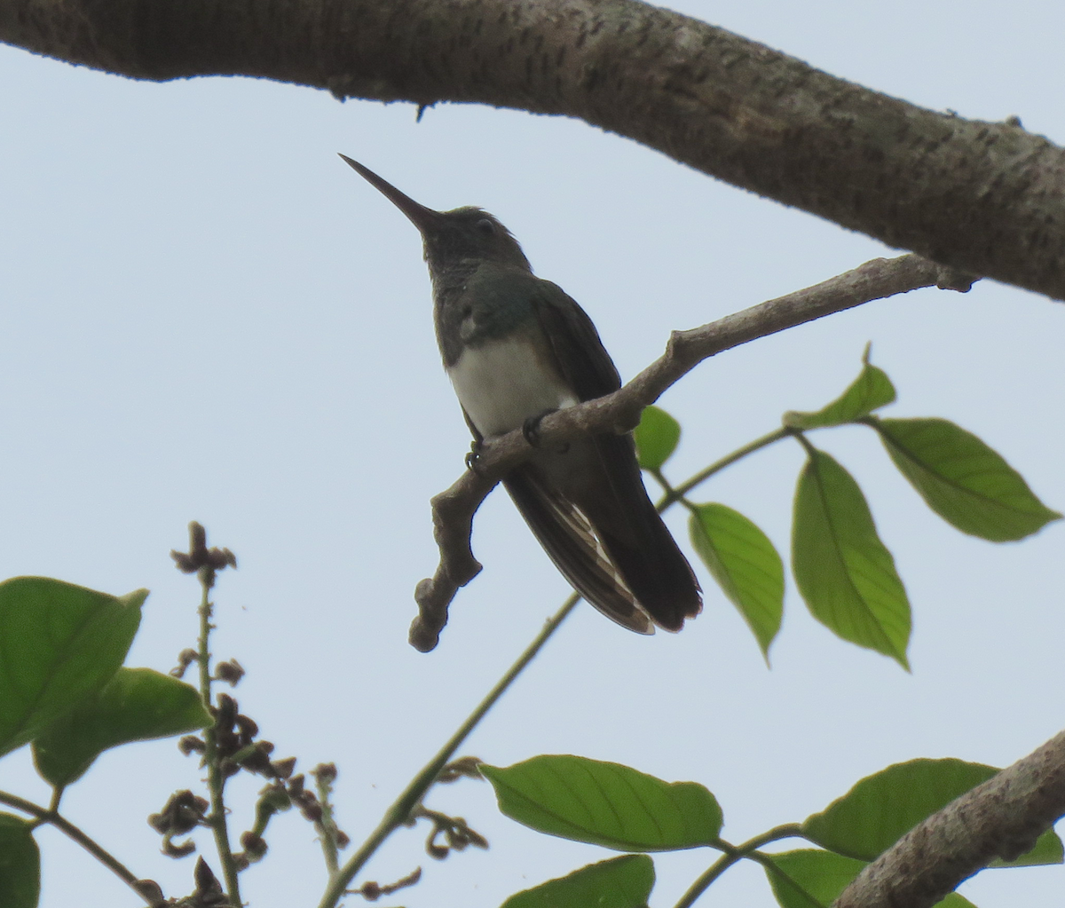 Snowy-bellied Hummingbird - Beniamino Tuliozi