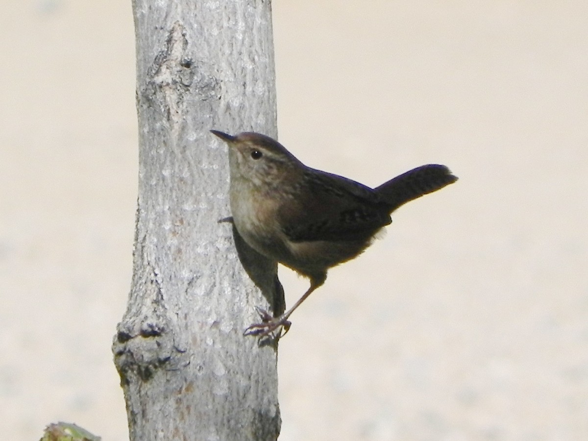 Marsh Wren - ML246195421