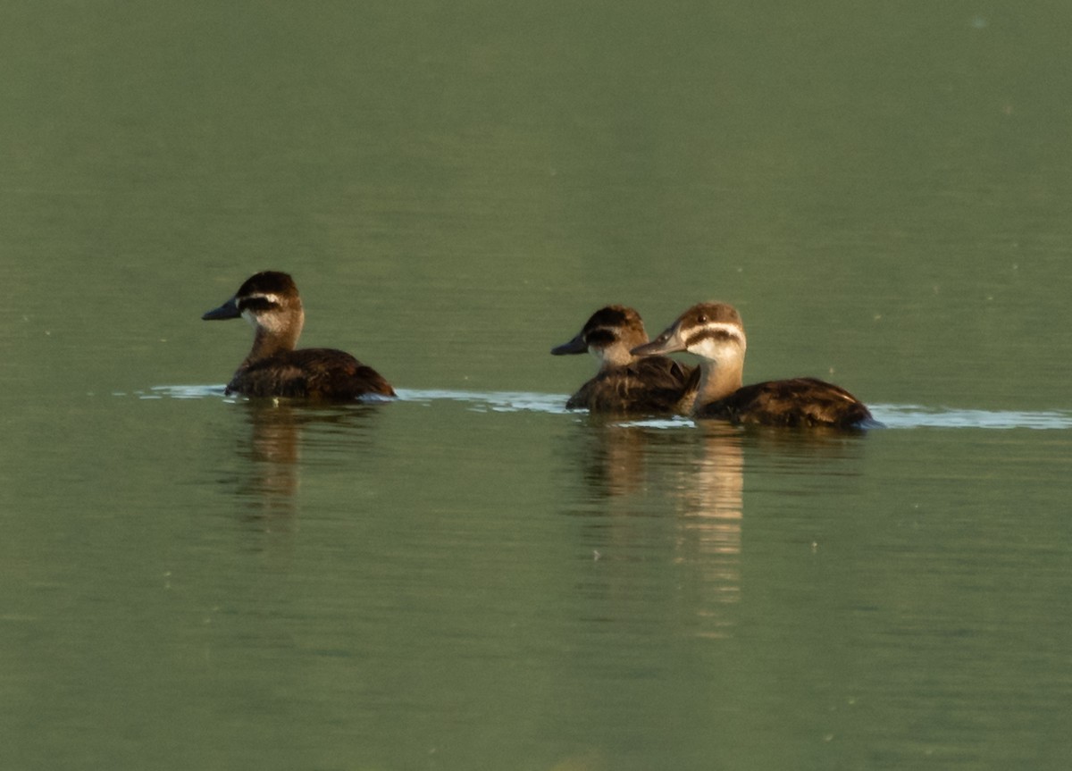 Lake Duck - Marcelo  Fernandes