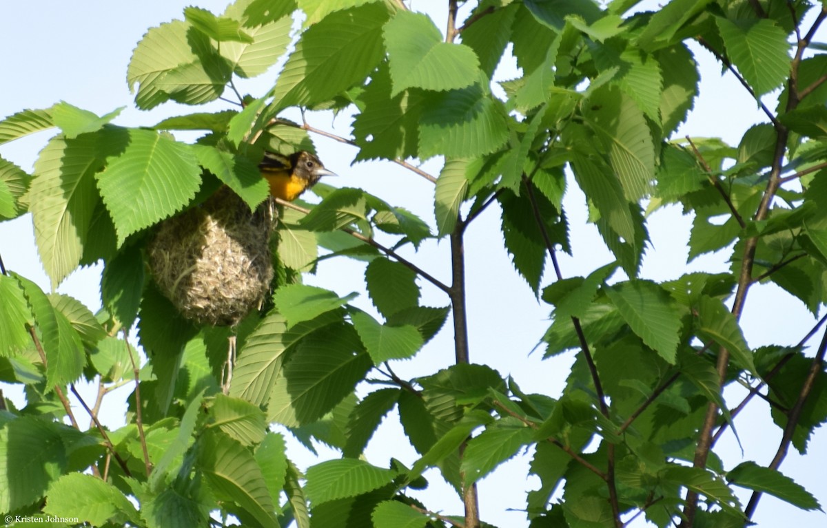 Baltimore Oriole - Kristen Johnson