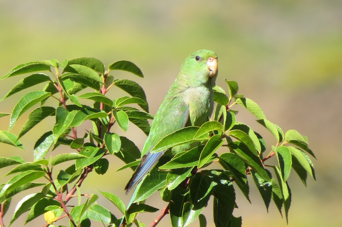 Mountain Parakeet - ML24619621