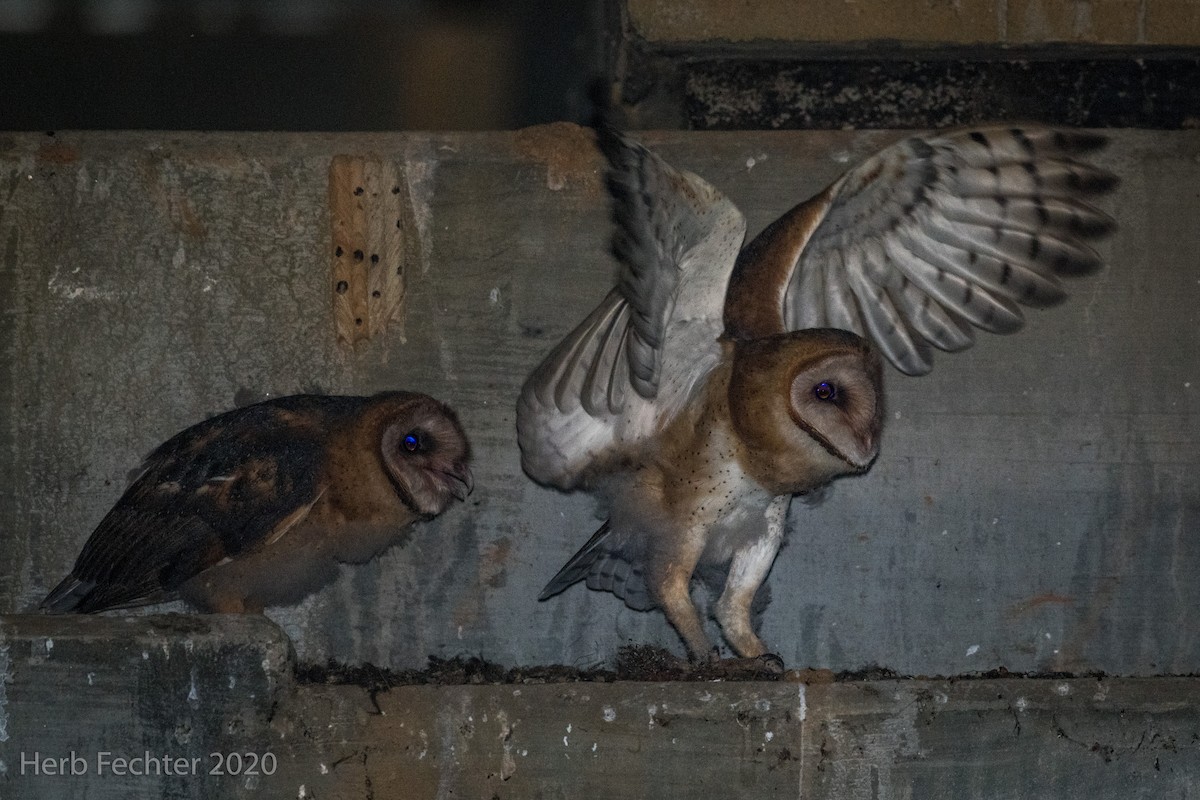 Barn Owl - Herbert Fechter