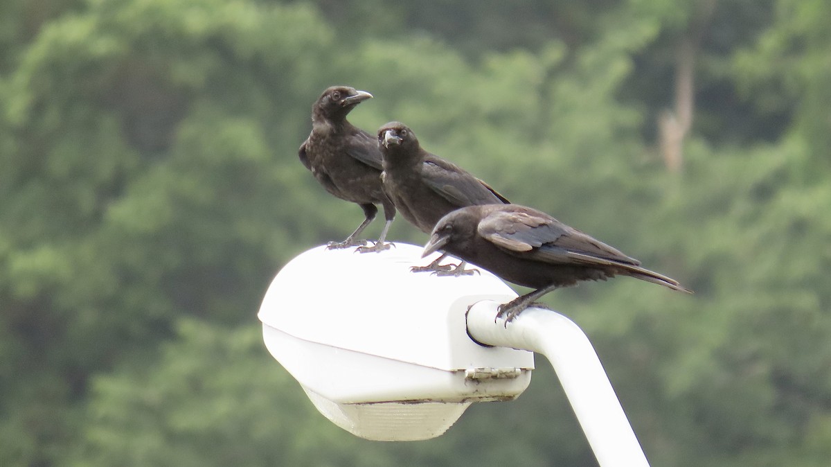 American Crow - ML246200421