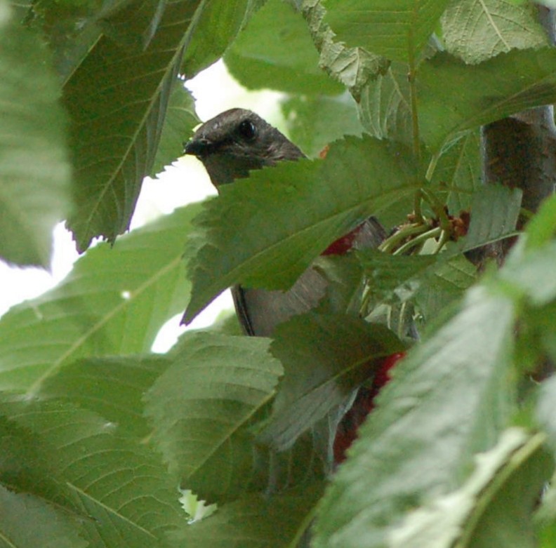 Gray Catbird - ML246202241